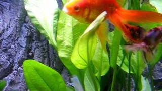 My fantail goldfish spreading eggs all over their tank [upl. by Aggappora228]