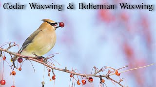 Cedar Waxwing and Bohemian Waxwing [upl. by Johanan964]