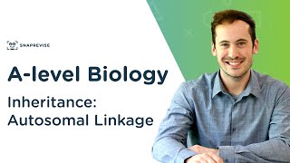 Inheritance Autosomal Linkage  Alevel Biology  OCR AQA Edexcel [upl. by Hunfredo]