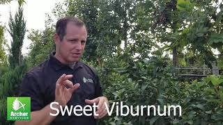 Sweet Viburnum  Archer Services [upl. by Siraj]