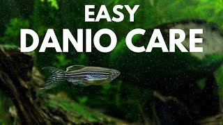 How to Care for Zebra Danios [upl. by Nart]