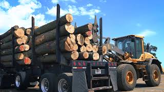 The US Sawmill How Hardwood Lumber is Made [upl. by Lletnom]