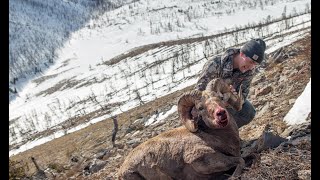 A Montana Dream  Full Bighorn Sheep Hunt [upl. by Theran]