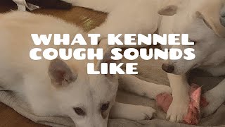 What Kennel Cough Sounds Like [upl. by Chance]