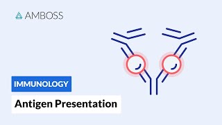 Antigen Presentation MHC Class I vs MHC Class II [upl. by Brandyn80]