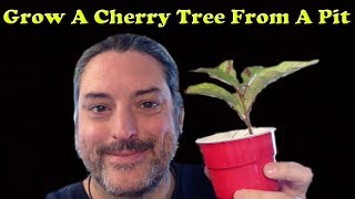 How To Grow Cherry Trees From Pits  Nanking Cherry Bush and North Western Cherry [upl. by Yknip]