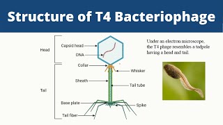 How DNA got into the bacteriophage [upl. by Jak]