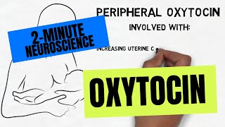 2Minute Neuroscience Oxytocin [upl. by Steady]