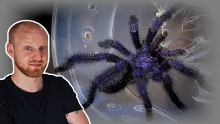 Avicularia purpurea Pairing Purple Pink Toe Tarantula [upl. by Anahsal611]