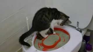 Chat apprend à aller aux toilettes  Cat learns how to go to toilet Litter Kwitter kit [upl. by Helmut]