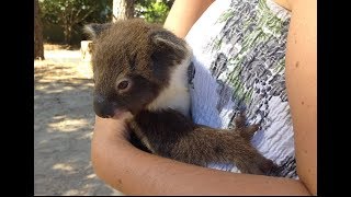 Heart Warming Moment Mum amp Joey Koala Reunite [upl. by Storfer]