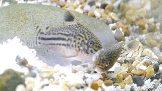 How I Bred Corydoras At Home Trilineatus  False Julii [upl. by Lolande59]