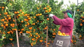 Pisca de Mandarina Por Contrato En Estados Unidos amazing harvest tangerine🍊 [upl. by Ehcadroj664]