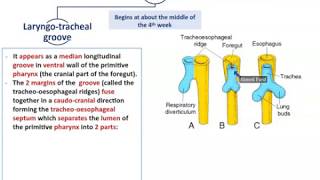 Development of the Respiratory System  Dr Ahmed Farid [upl. by Langley]