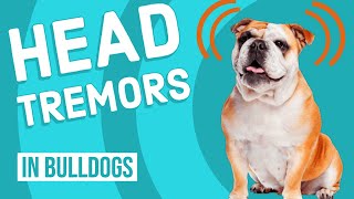 Idiopathic Head Tremors in Bulldogs [upl. by Eilra]