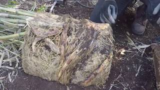 How to Divide Rootbound Potted Bamboo [upl. by Effy]