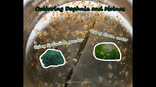 How To Culture Daphnia and Moinas using Green Water Spirulina powder [upl. by Ojeibbob]