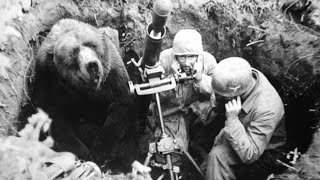 The HeartMelting Story Of Wojtek The Soldier Bear [upl. by Kifar]