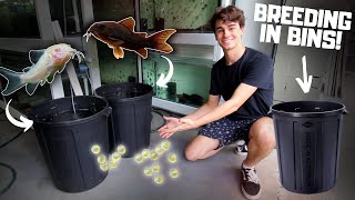 Breeding CORYDORAS in BINS [upl. by Ateinotna]