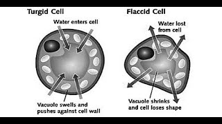 TurgidityandFlaccidityBiology ICSE10thBiology PlantPhysiology [upl. by Reeta707]