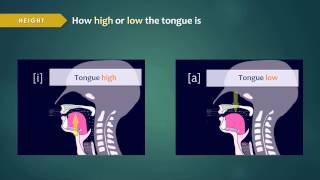 Introduction to Articulatory Phonetics Vowels [upl. by Lorollas]