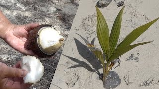 Sprouted Coconut For Beginners [upl. by Assi]