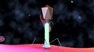 Bacteriophage Lambda  Cro and cI [upl. by Levison790]