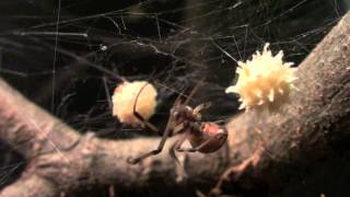 Brown Widow Latrodectus geometricus Tending To Egg Sac [upl. by Liggitt]