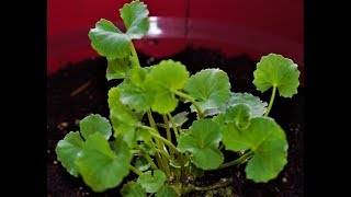 Gotu kola Centella asiatica Super herb all you need to know [upl. by Idnor152]