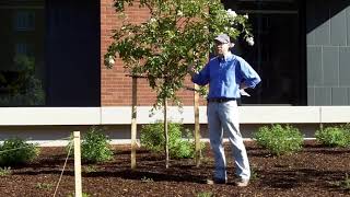 Crapemyrtle or Crape Myrtle Lagerstroemia indica  Plant Identification [upl. by Aynekal]