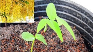 Golden Shower Cassia Fistula in 10 Days [upl. by Notnelc]