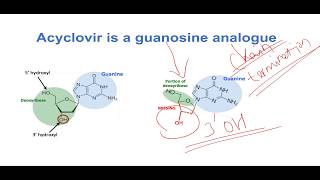 Mechanism of Action of Acyclovir [upl. by Noguchi]