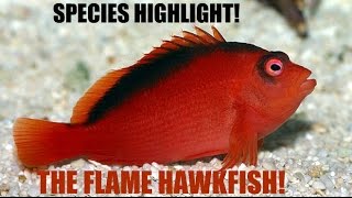 Species Highlights W Aqua Alex 1 Flame Hawkfish [upl. by Eusebio36]