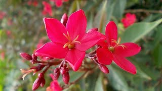 How to Grow and Care Jatropha Plant  Fun Gardening [upl. by Lustig]