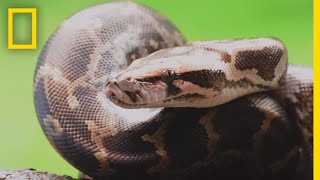 Snakes Fascinating Facts and Features [upl. by Merras]