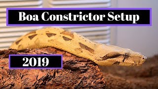 Boa Constrictor Setup  How To Guide [upl. by Helve]