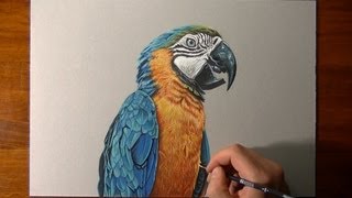 Parrot drawing [upl. by Kristen]