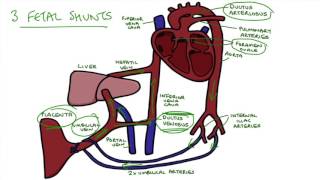 Understanding Fetal Circulation [upl. by Bullough954]