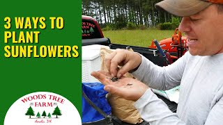 3 Ways To Plant Sunflowers By Hand [upl. by Minta22]