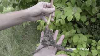 Identifying Japanese knotweed [upl. by Bauske]