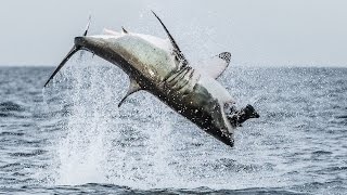 Flying Shark Great White Breaches Off South Africas Coast [upl. by Balthasar]