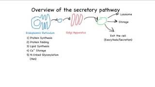 Overview of the secretory pathway [upl. by Bidle305]