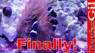 How To Get Clownfish To Host Anemone [upl. by Eihcir]