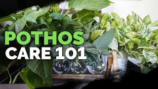 Pothos Care 101 Is This the Easiest Houseplant to Care For [upl. by Iddo]