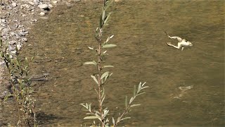 Frösche fliehen mit weitem Sprung vor Ringelnatter Frogs flee from grass snakes with long leaps [upl. by Furlong866]