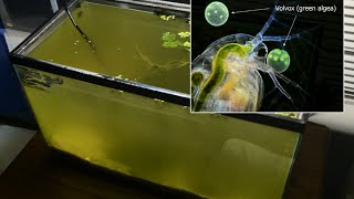 Raising Daphnia for the Freshwater Aquarium [upl. by Sanalda]