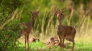 Interesting facts about kirks dik dik by weird square [upl. by Eserehs]