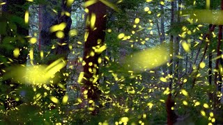 Watch Elkmont synchronous fireflies light up the Smokies [upl. by Kerat]