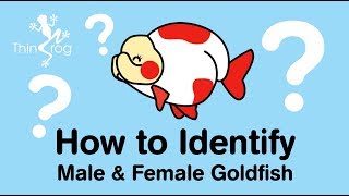 How to identify male and female Goldfish [upl. by Machutte]