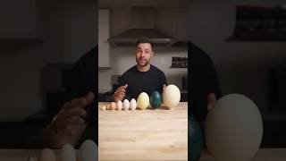 I Cooked the World’s CRAZIEST Eggs [upl. by Einnok]